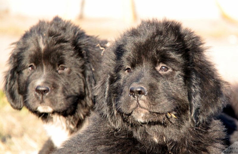 Фото: ньюфаундленд Аквиан Сонг Лаватера (Akvian Song Lavatera), ньюфаундленд Аквиан Сонг Леди Ин Блэк