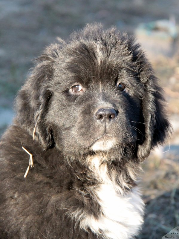 Фото: ньюфаундленд Аквиан Сонг Леди Ин Блэк