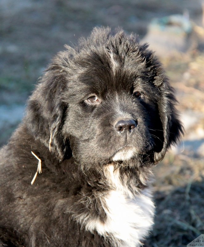 Фото: ньюфаундленд Аквиан Сонг Леди Ин Блэк