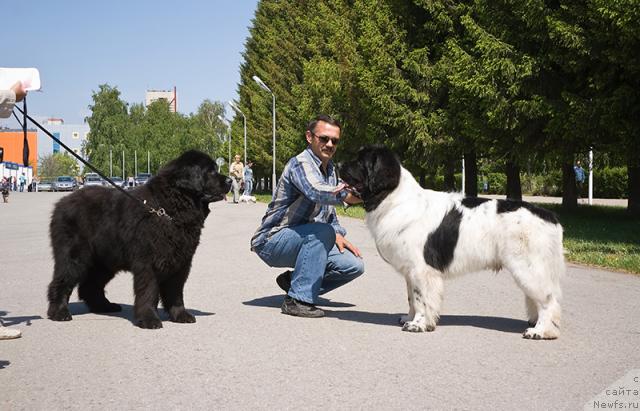 Фото: ньюфаундленд Лесная Сказка Руслана, ньюфаундленд Супер Бизон Батон
