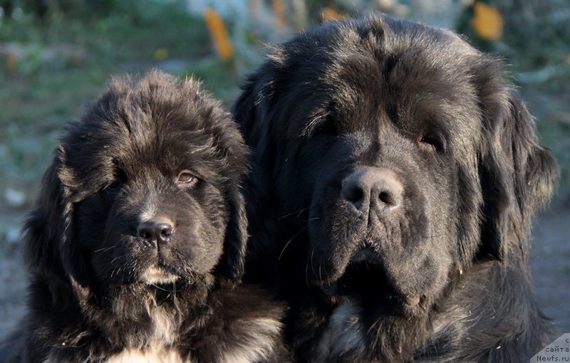 Фото: ньюфаундленд Аквиан Сонг Леди Ин Блэк, ньюфаундленд Икона Стиля