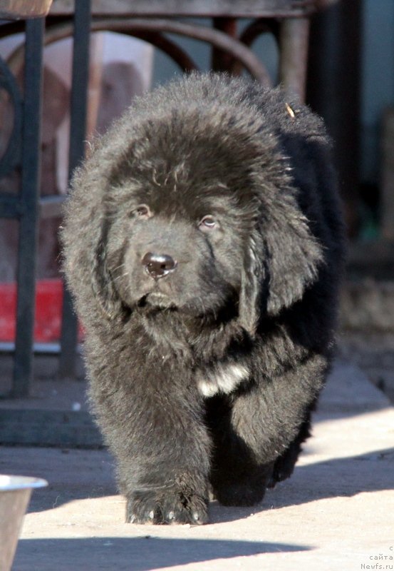 Фото: ньюфаундленд Аквиан Сонг Ларс Бергер (Akvian Song Lars Berger)
