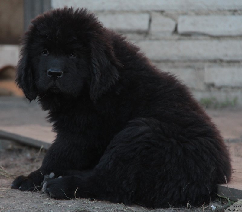 Фото: ньюфаундленд Аквиан Сонг Ларс Бергер (Akvian Song Lars Berger)
