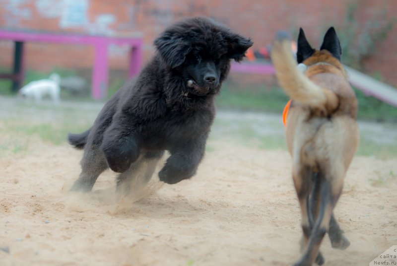 Фото: ньюфаундленд Смигар Ливерпульский Четвертак (Smigar Liverpulsiy Chetvertak)