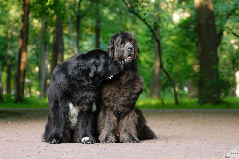 Фото: ньюфаундленд Дюрбахлер Клаб Альфаретта Виньетта