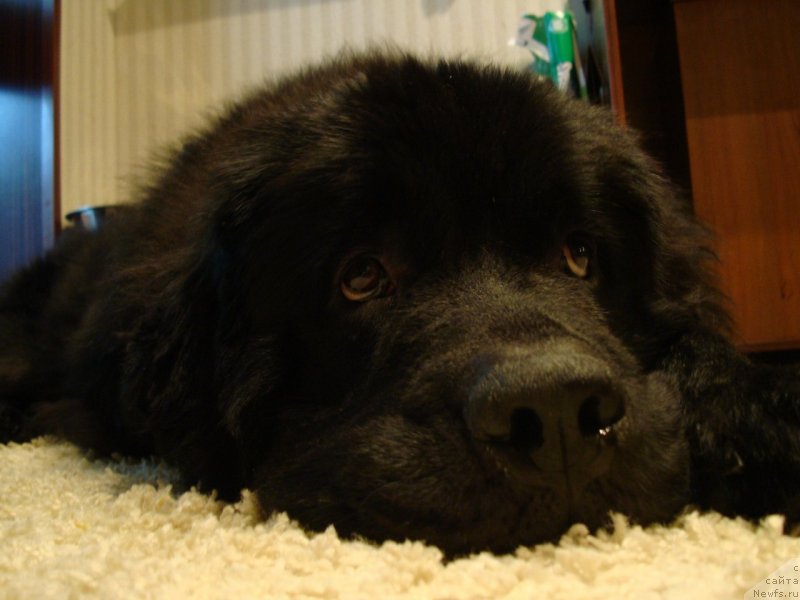 Фотография № 135119