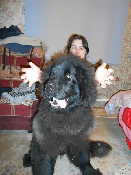 Фото: свекровь дурачится с нашим полугодовалым Стингом.