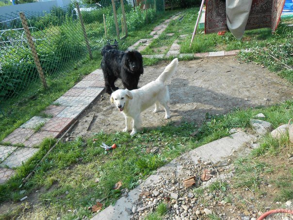 Фото: золотистый голден ретривер-Эльза, и Ньюфик-Стинг.