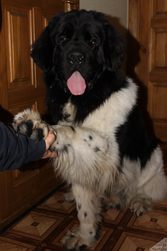 Фотография № 135132