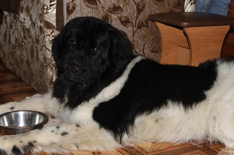 Фотография № 135134