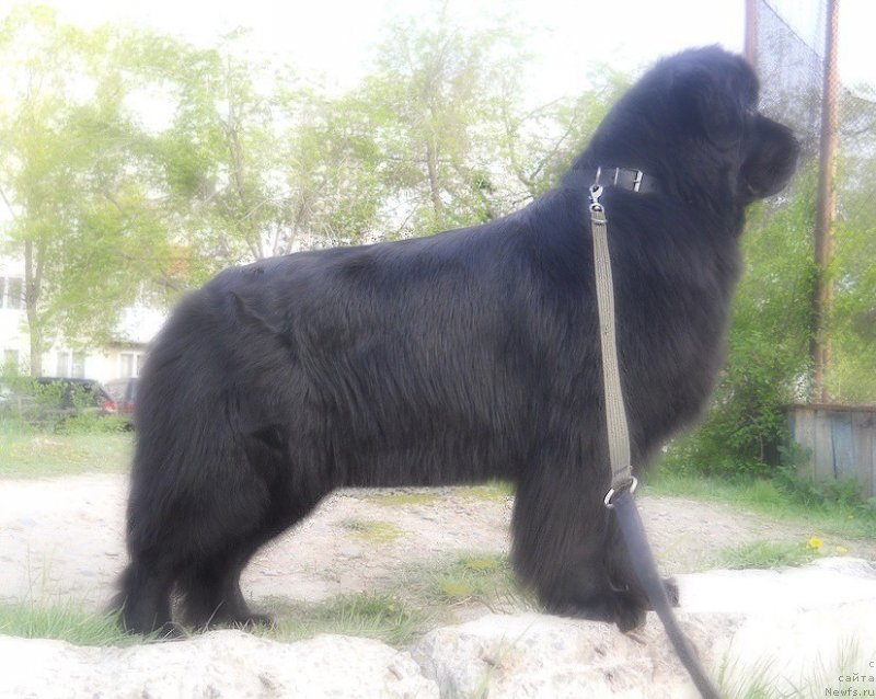 Фото: ньюфаундленд Калифорния из Медвежьего Яра