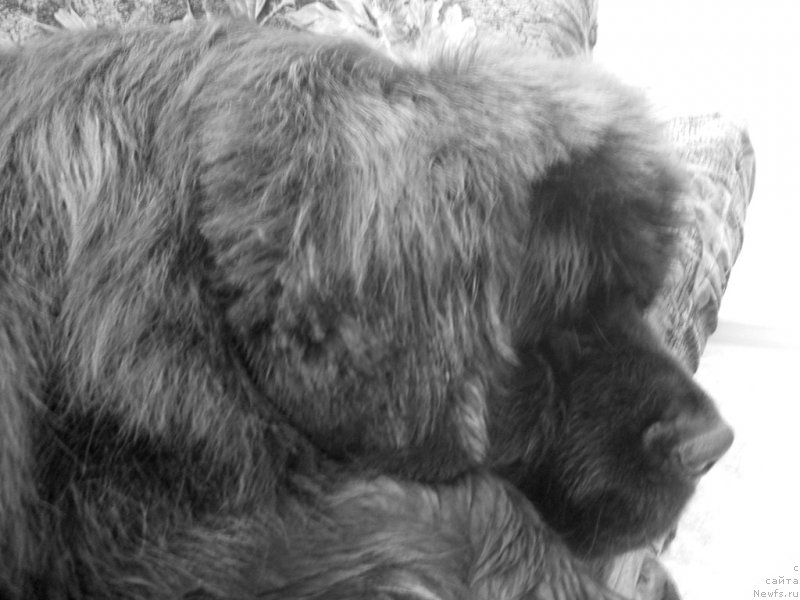 Фото: ньюфаундленд Калифорния из Медвежьего Яра