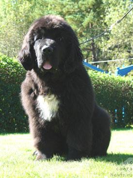 Фото: ньюфаундленд Cannon Bear's Crawling In The Dark