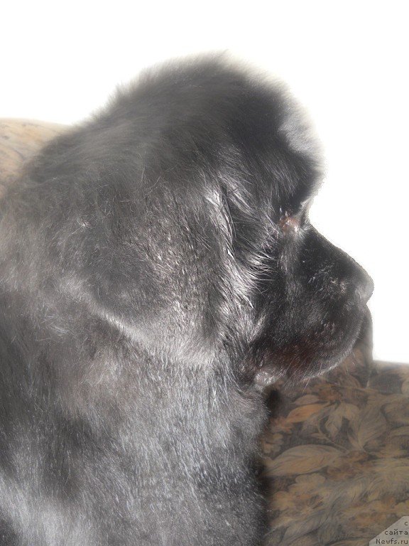 Фото: ньюфаундленд Калифорния из Медвежьего Яра