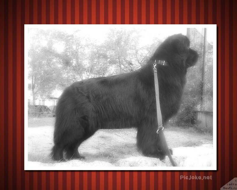 Фото: ньюфаундленд Калифорния из Медвежьего Яра