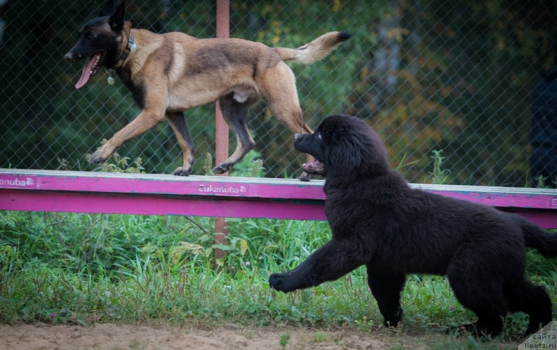 Фото: ньюфаундленд Смигар Ливерпульский Четвертак (Smigar Liverpulsiy Chetvertak)
