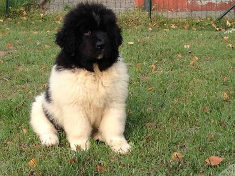 Фото: ньюфаундленд Плюшевая Панда Шелковая Белая Ночь (Plushevaya Panda Schelkovaja Belaja Notsch)