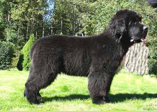 Фото: ньюфаундленд Cannon Bear's Crawling In The Dark