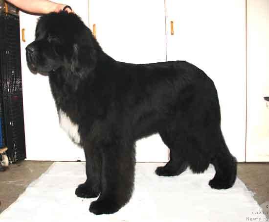 Фото: ньюфаундленд Cannon Bear's Crawling In The Dark