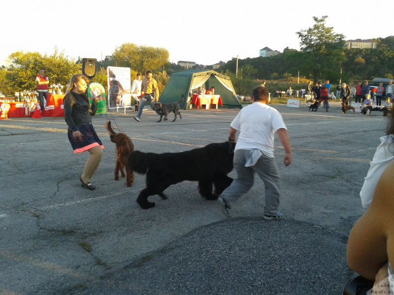 Фото: Альбина Малинина, ньюфаундленд Супер Премиум Линиэль Дайлиррин (Super Premium Liniel Daylirring)