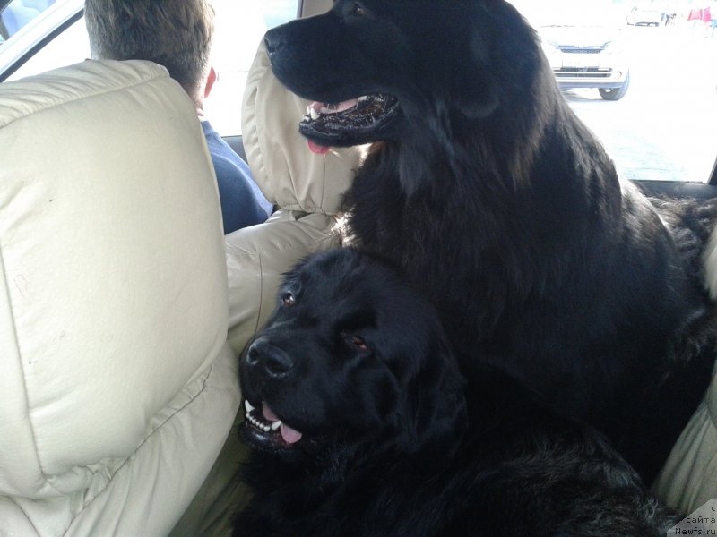 Фото: ньюфаундленд Супер Премиум Мерлин Монро, ньюфаундленд Несси Блэк с  Лесной Заимки