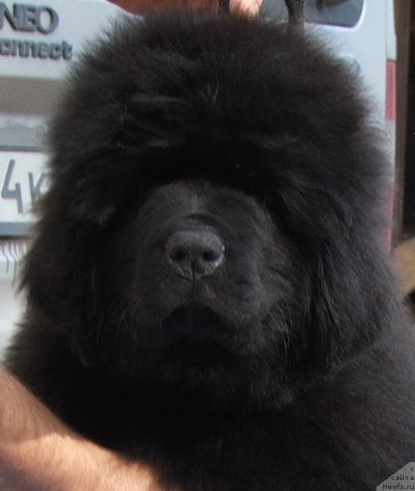 Фото: ньюфаундленд Плюшевая Панда Шоколад де Люкс (Plushevaya Panda Schokolad de Ljuks)