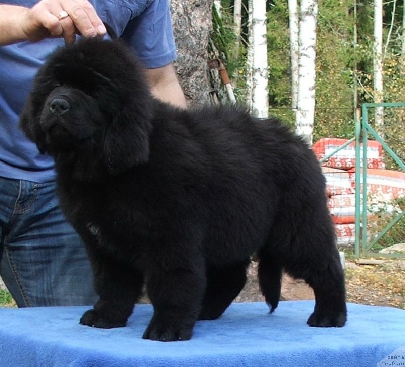 Фото: ньюфаундленд Плюшевая Панда Шоколад де Люкс (Plushevaya Panda Schokolad de Ljuks)