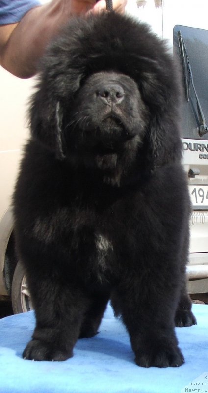 Фото: ньюфаундленд Плюшевая Панда Шоколад де Люкс (Plushevaya Panda Schokolad de Ljuks)