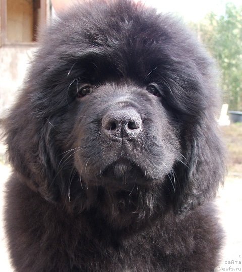 Фото: ньюфаундленд Плюшевая Панда Шакира Богиня Света (Plushevaya Panda Schakira Boginja Sveta)