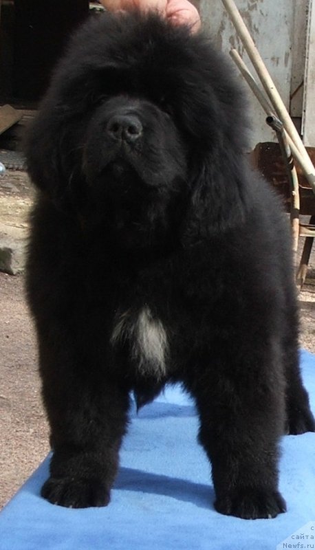 Фото: ньюфаундленд Плюшевая Панда Шакира Богиня Света (Plushevaya Panda Schakira Boginja Sveta)