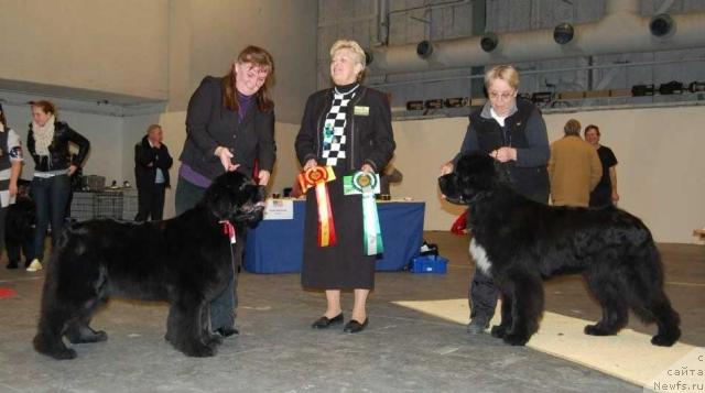 Фото: ньюфаундленд Cannon Bear's Crawling In The Dark