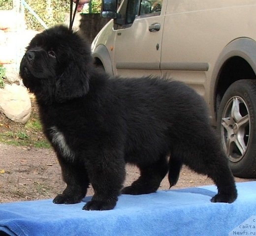 Фото: ньюфаундленд Плюшевая Панда Шакира Богиня Света (Plushevaya Panda Schakira Boginja Sveta)