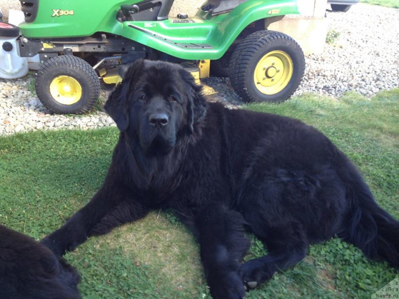 Фото: ньюфаундленд Юниверс оф Мэджик