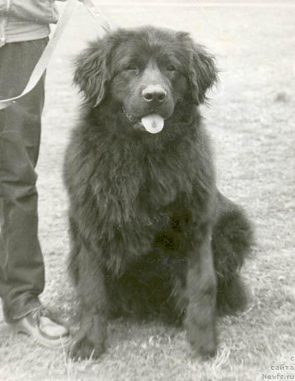 Фото: ньюфаундленд Зита Мацони