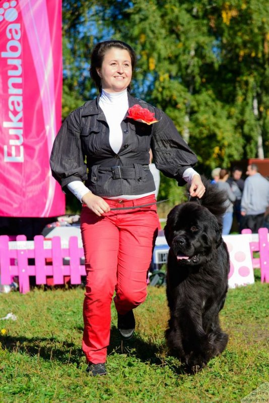 Фото: ньюфаундленд Питерньюф Монт Бланк (Piternyuf Mont Blanc)