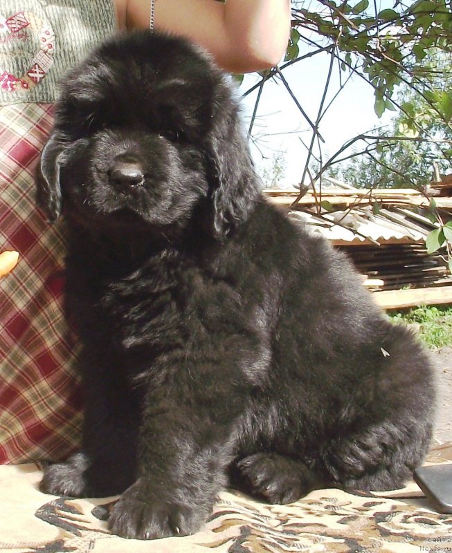 Фото: ньюфаундленд Velyke Malyatko Gandalf