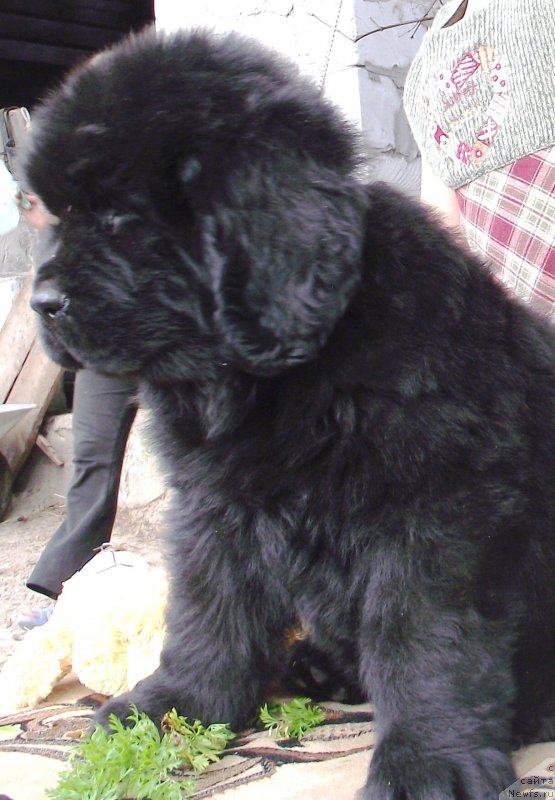 Фото: ньюфаундленд Velyke Malyatko Gandalf