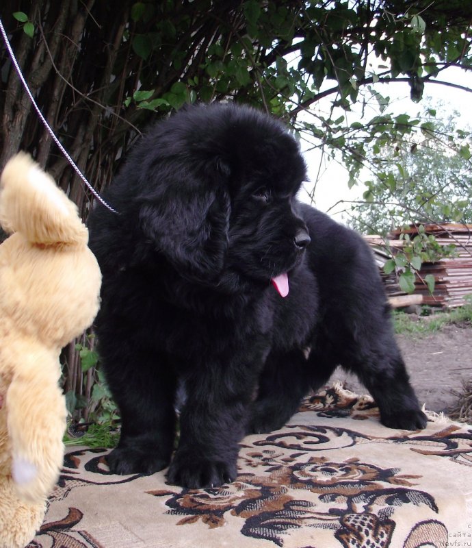 Фото: ньюфаундленд Velyke Malyatko Gandalf