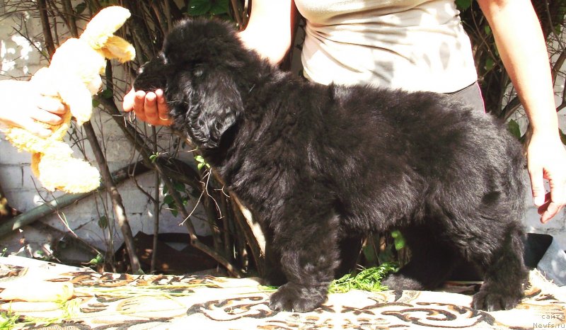 Фото: ньюфаундленд Velyke Malyatko Gandalf