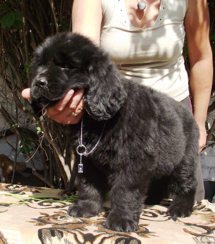 Фото: ньюфаундленд Velyke Malyatko Gandalf