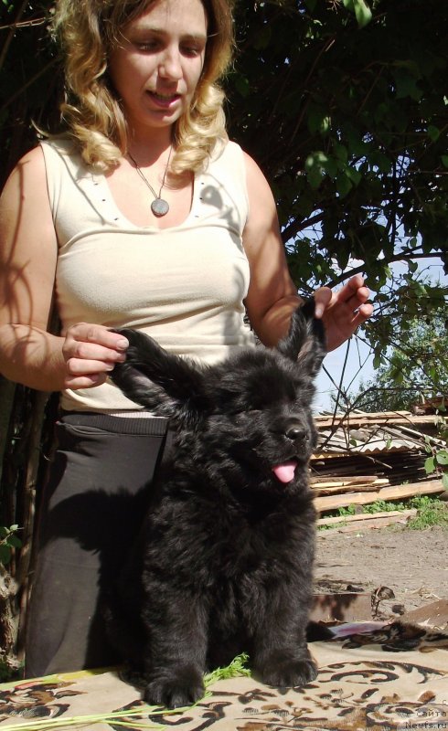 Фото: ньюфаундленд Velyke Malyatko Gandalf