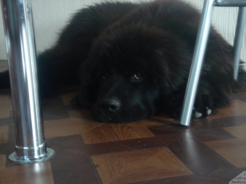 Фото: ньюфаундленд Акватория Келвин Щедрость Фортуны (Aquatoriya Kelvin Schedrost Fortuny)