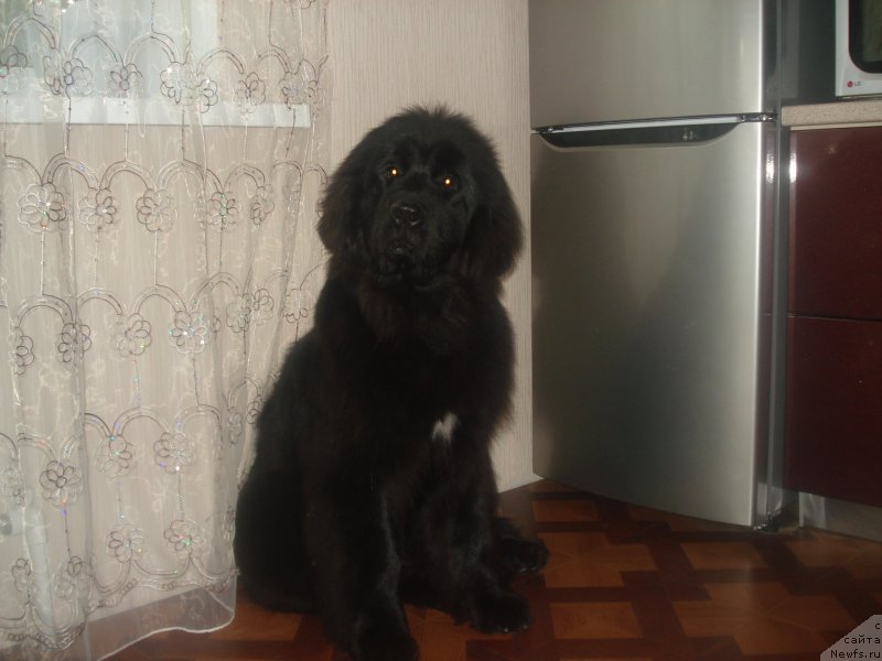 Фото: ньюфаундленд Акватория Келвин Щедрость Фортуны (Aquatoriya Kelvin Schedrost Fortuny)