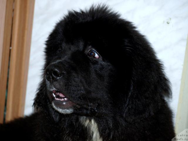 Фото: ньюфаундленд Питерньюф Жить Хорошо (Piternyuf Zhit' Horosho)