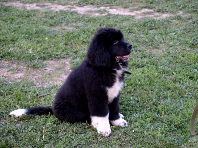 Фото: ньюфаундленд Питерньюф Жить Хорошо (Piternyuf Zhit' Horosho)