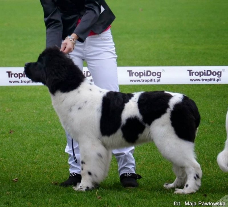 Фотография № 135255