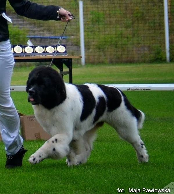 Фото: ньюфаундленд Черная Мафия Зебра Тиме (Chernaya Mafia Zebra Time)