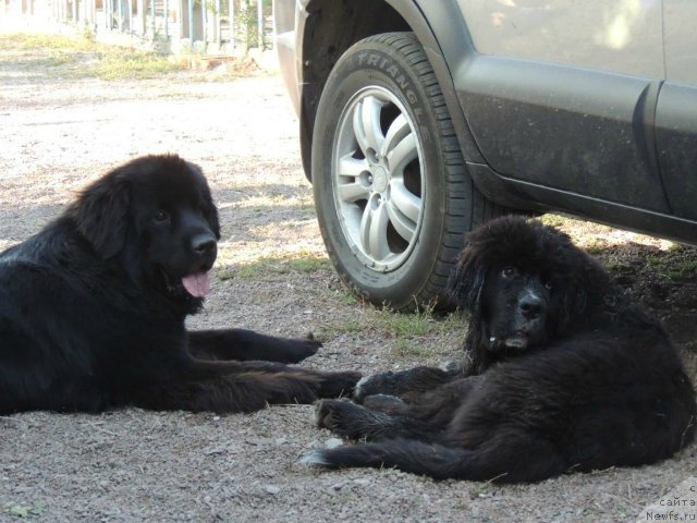 Фото: ньюфаундленд Би Перфект Арабелла, ньюфаундленд Беатрис Благославлённая На Счастье