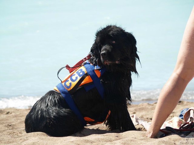 Фото: ньюфаундленд Експрессия  из Медвежьего Яра