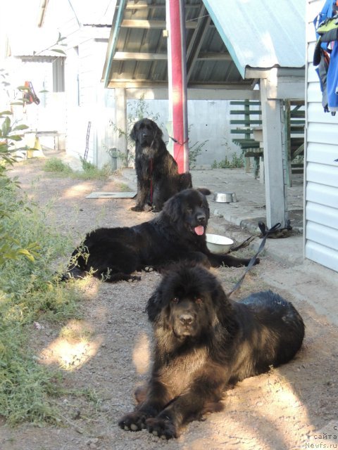 Фото: ньюфаундленд Аллегро Ассаи Луна, ньюфаундленд Би Перфект Арабелла, ньюфаундленд Експрессия  из Медвежьего Яра